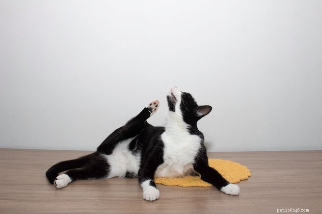 Topbehandelingen tegen vlooien en teken bij katten:deskundige gids voor preventie en snelle verlichting 