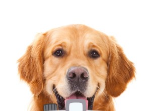 すべての犬は天国へ行く – あなたの毛皮で覆われた友人にぴったりの名前を見つける 