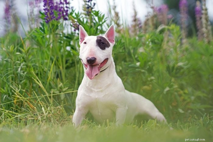 12 cães adoráveis que podem parecer pouco convencionais, mas vão conquistar seu coração 
