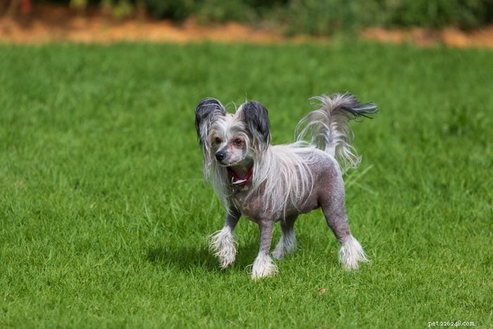 12 cães adoráveis que podem parecer pouco convencionais, mas vão conquistar seu coração 