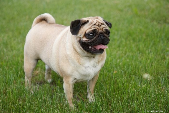 12 cães adoráveis que podem parecer pouco convencionais, mas vão conquistar seu coração 