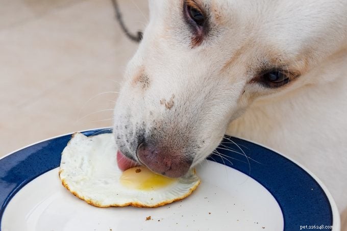 Os cães podem comer ovos com segurança? Guia aprovado pelo veterinário para benefícios, preparação e dosagem 