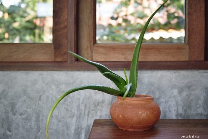 19 plantas que são venenosas para cães – um guia apoiado por um veterinário 