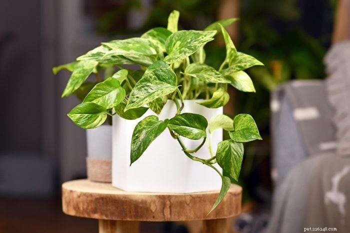 19 plantas que são venenosas para cães – um guia apoiado por um veterinário 