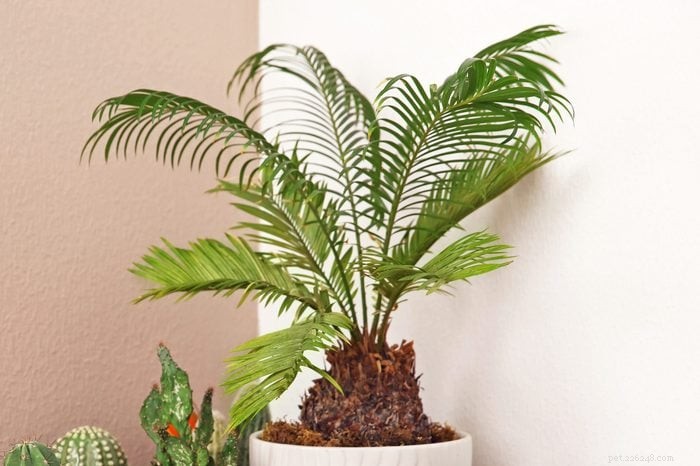 19 plantas que são venenosas para cães – um guia apoiado por um veterinário 