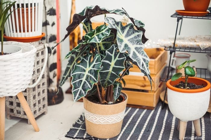19 plantas que são venenosas para cães – um guia apoiado por um veterinário 