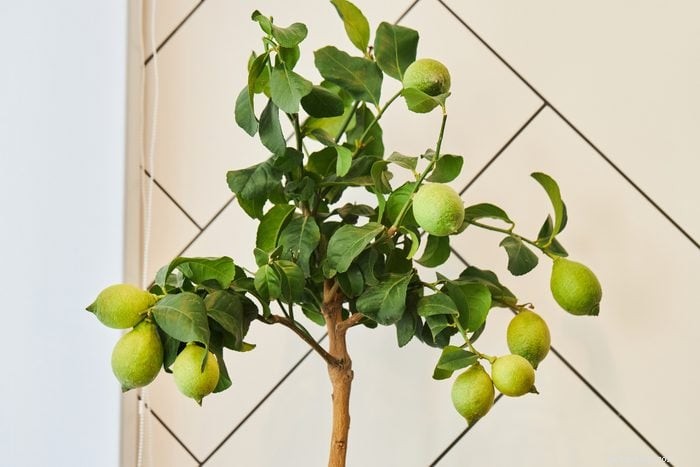 19 plantas que são venenosas para cães – um guia apoiado por um veterinário 