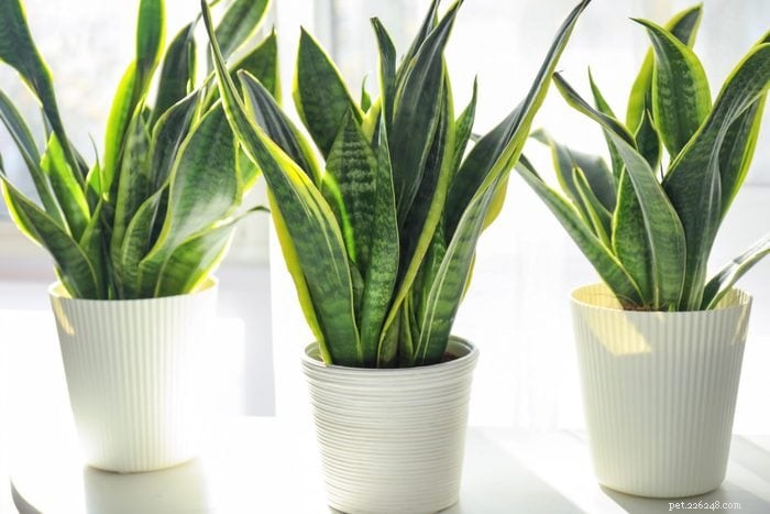 19 plantas que são venenosas para cães – um guia apoiado por um veterinário 