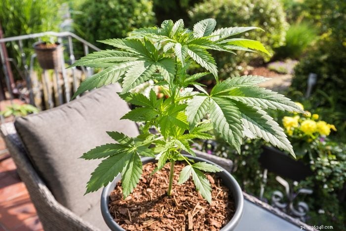 19 plantas que são venenosas para cães – um guia apoiado por um veterinário 