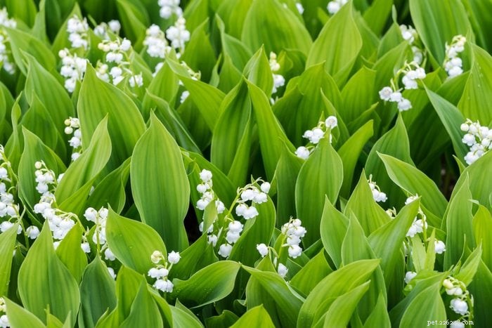 19 plantas que são venenosas para cães – um guia apoiado por um veterinário 