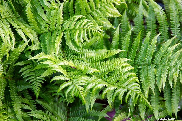 19 plantas que são venenosas para cães – um guia apoiado por um veterinário 