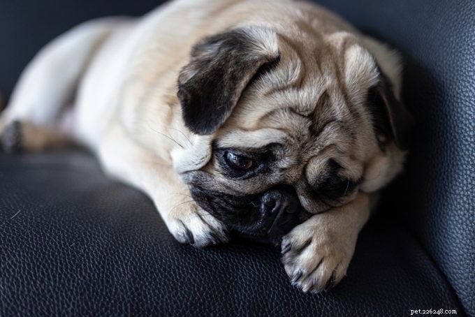 Os cães podem chorar? Especialistas veterinários explicam o que as lágrimas dos cães revelam 