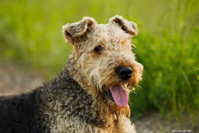 15 raças de cães com pêlo encaracolado que você vai adorar 