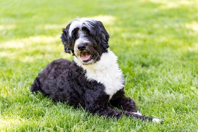 15 raças de cães com pêlo encaracolado que você vai adorar 