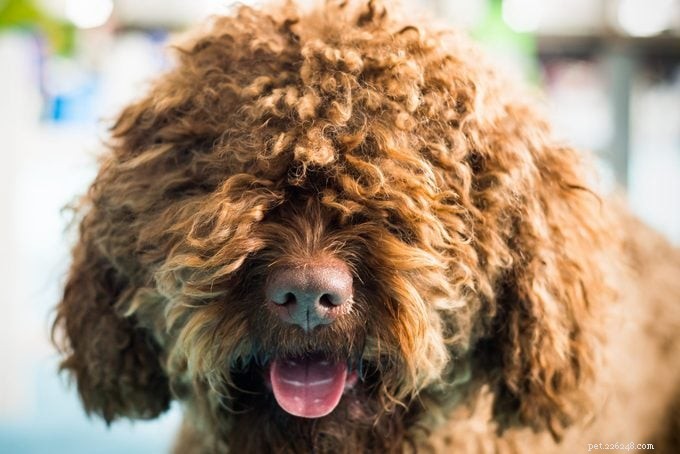 15 raças de cães com pêlo encaracolado que você vai adorar 