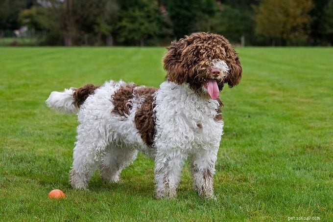 15 raças de cães com pêlo encaracolado que você vai adorar 