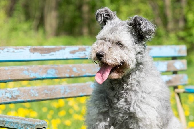 15 raças de cães com pêlo encaracolado que você vai adorar 