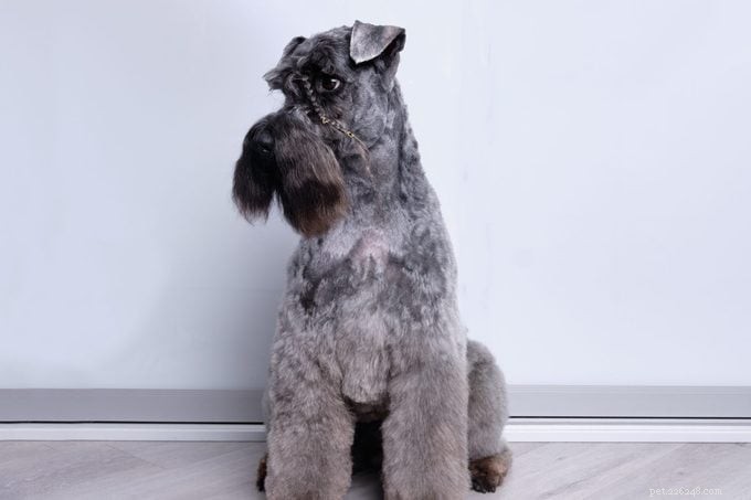 15 raças de cães com pêlo encaracolado que você vai adorar 