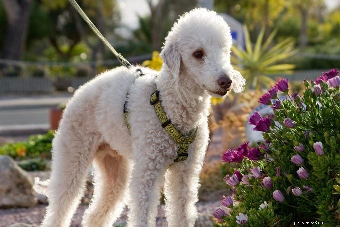 15 raças de cães com pêlo encaracolado que você vai adorar 