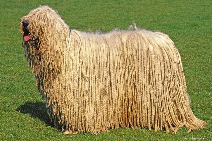 15 raças de cães com pêlo encaracolado que você vai adorar 