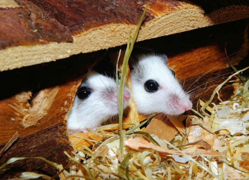 Revisão da gaiola Prevue 528 Hamster e Gerbil – Guia de compra 2025 