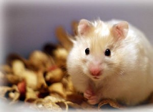 햄스터 대 저빌:크기, 관리 및 올바른 애완동물 선택 