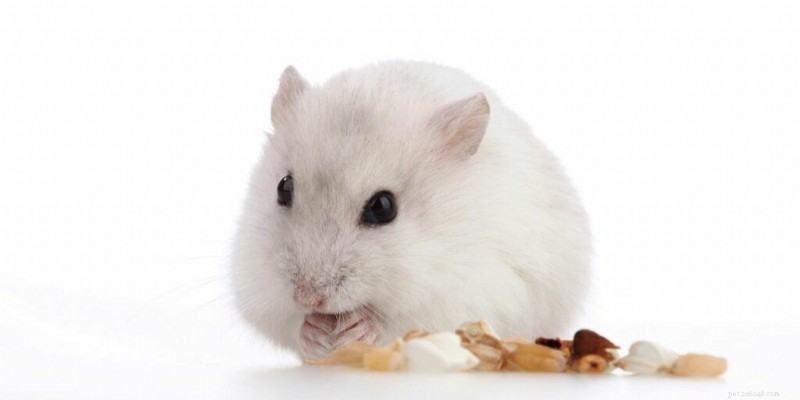 Les hamsters peuvent-ils manger des amandes en toute sécurité ? Un guide des friandises aux noix pour votre animal de compagnie 