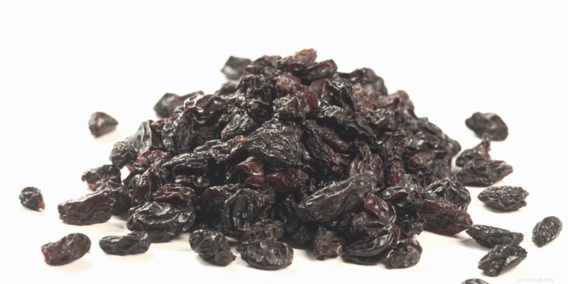 Les hamsters peuvent-ils manger des raisins secs en toute sécurité ? Guide expert sur la modération et les soins 