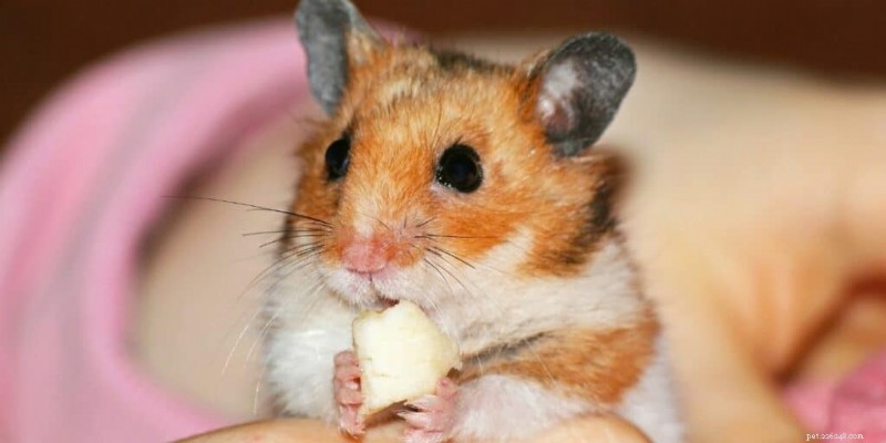 ハムスターはチーズを安全に食べられるのでしょうか？利点、リスク、および給餌ガイドライン 