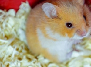 Hur du håller din hamster varm i vinter:Beprövade skötseltips 