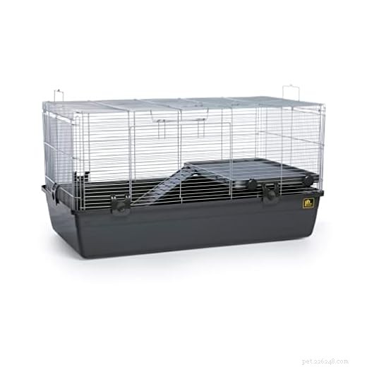 Como manter seu hamster aquecido neste inverno:dicas comprovadas de cuidados 