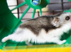 Varför springer min hamster i cirklar? Förstå energi, hälsa och vård 