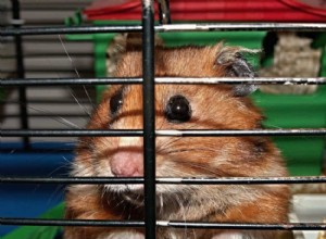 Den ultimata guiden för att förebygga och hantera raseri i hamsterbur 
