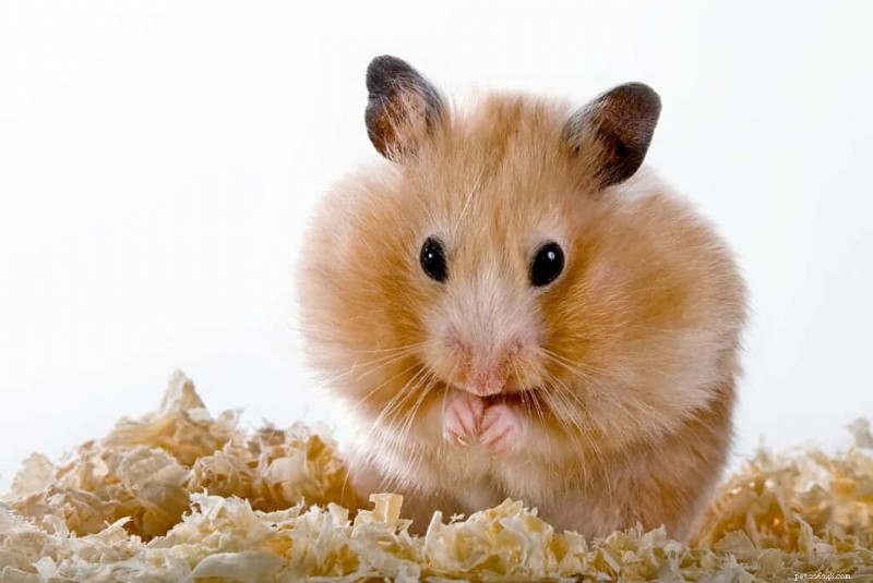 Perché i criceti hanno una vita breve e come prolungare la loro vita 
