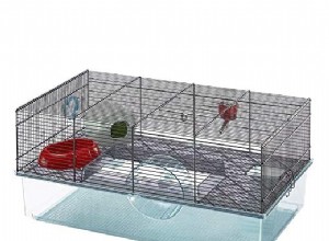 Hur du håller din hamster glad och frisk 
