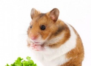 Kan hamstrar äta sallad säkert? En komplett guide till salladssorter och andra säkra grönsaker 