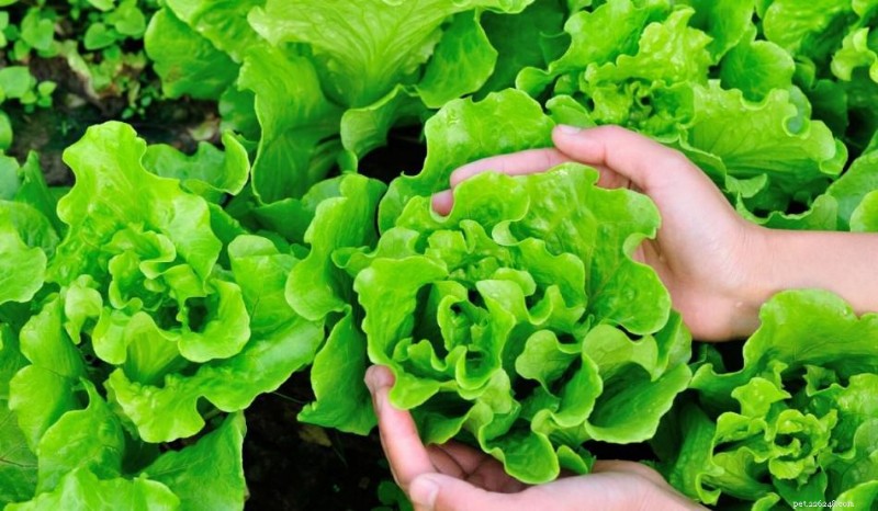 Les hamsters peuvent-ils manger de la laitue en toute sécurité ? Un guide complet des variétés de laitue et autres légumes verts sûrs 