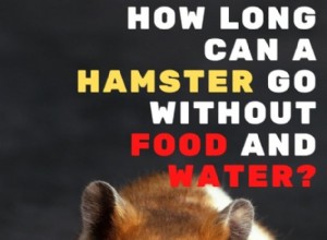 Hur länge kan en hamster överleva utan mat och vatten? 