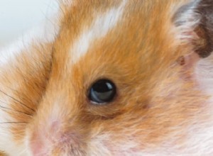 Näring för syrisk hamster:viktiga livsmedel och utfodringstips 