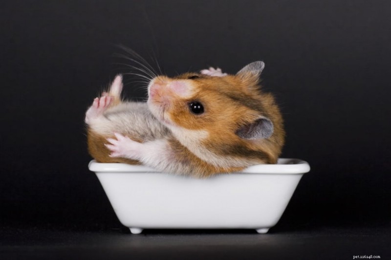 Umí křečci plavat? Veterinární průvodce jejich snášenlivostí vody a alternativami bezpečného ošetřování 