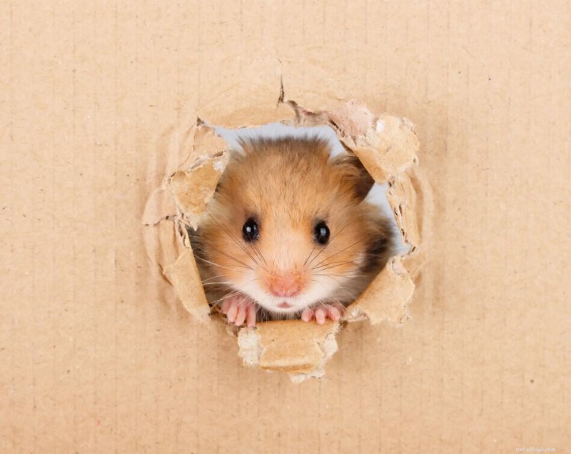 10 fatos sobre hamsters apoiados por especialistas que você provavelmente não sabia 