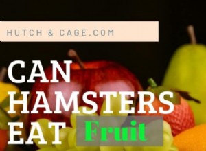 Kan hamstrar äta frukt säkert? En komplett guide till säkra frukter och vad du bör undvika 