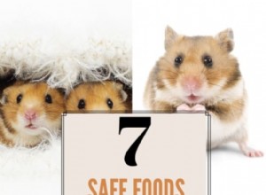 Могут ли карликовые хомячки безопасно есть бананы? 7 продуктов, одобренных экспертами для здорового питания 