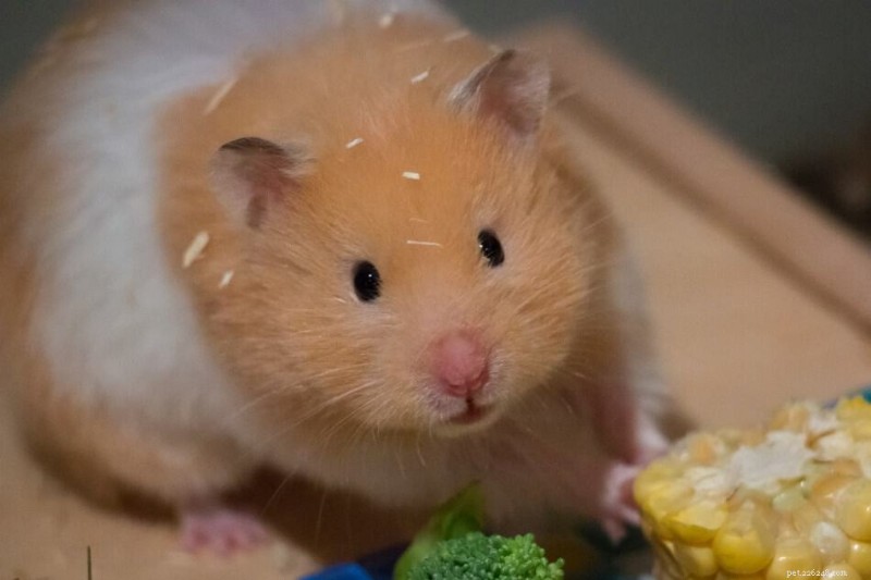 Hamsters anões podem comer bananas com segurança? 7 alimentos aprovados por especialistas para uma dieta saudável 