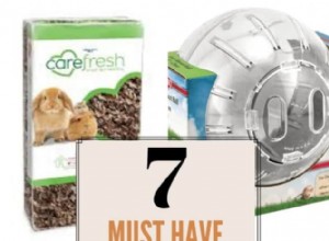 7 väsentliga föremål som varje hamsterägare behöver 