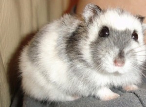 De 3 bästa barnvänliga hamsterraserna för barn 