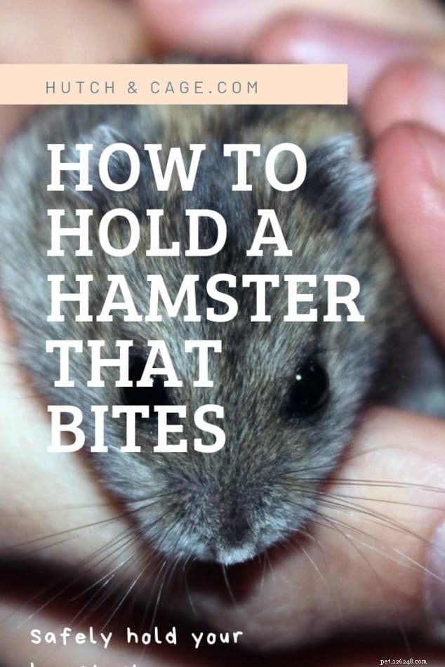 Expertguide:Säker hantering av en bitande hamster