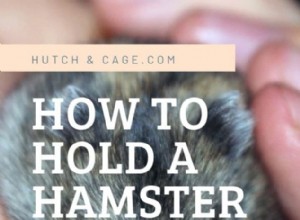 Expertguide:Säker hantering av en bitande hamster 