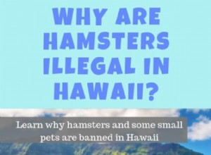 Varför hamstrar är förbjudna på Hawaii (och vad det betyder för husdjursägare) 
