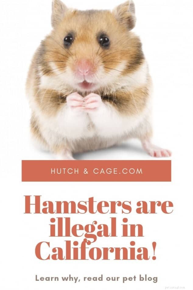 Por que os hamsters são proibidos na Califórnia? Compreendendo as regulamentações estaduais para animais de estimação 